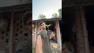 Kya Bihar Me Kaju Ka Podha Grow Ho Sakta Hain #shorts #farmvlog #dailyvlog #aftabshaikh