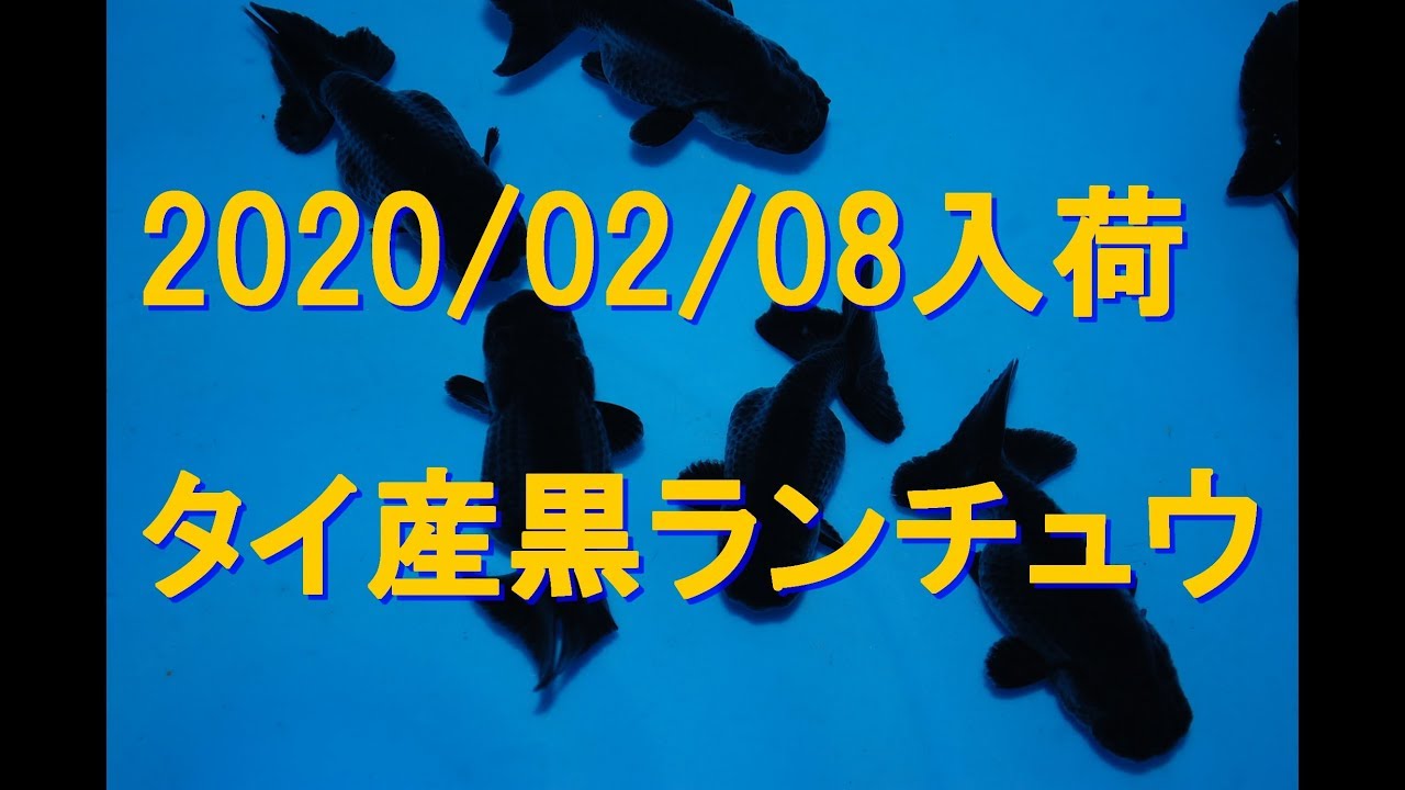 タイ産黒ランチュウ 02 08入荷 Kingyobest Com 京阪錦鯉センター Youtube タイ産黒ランチュウ 02 08入荷 Kingyobest Com 京阪錦鯉センター Youtube