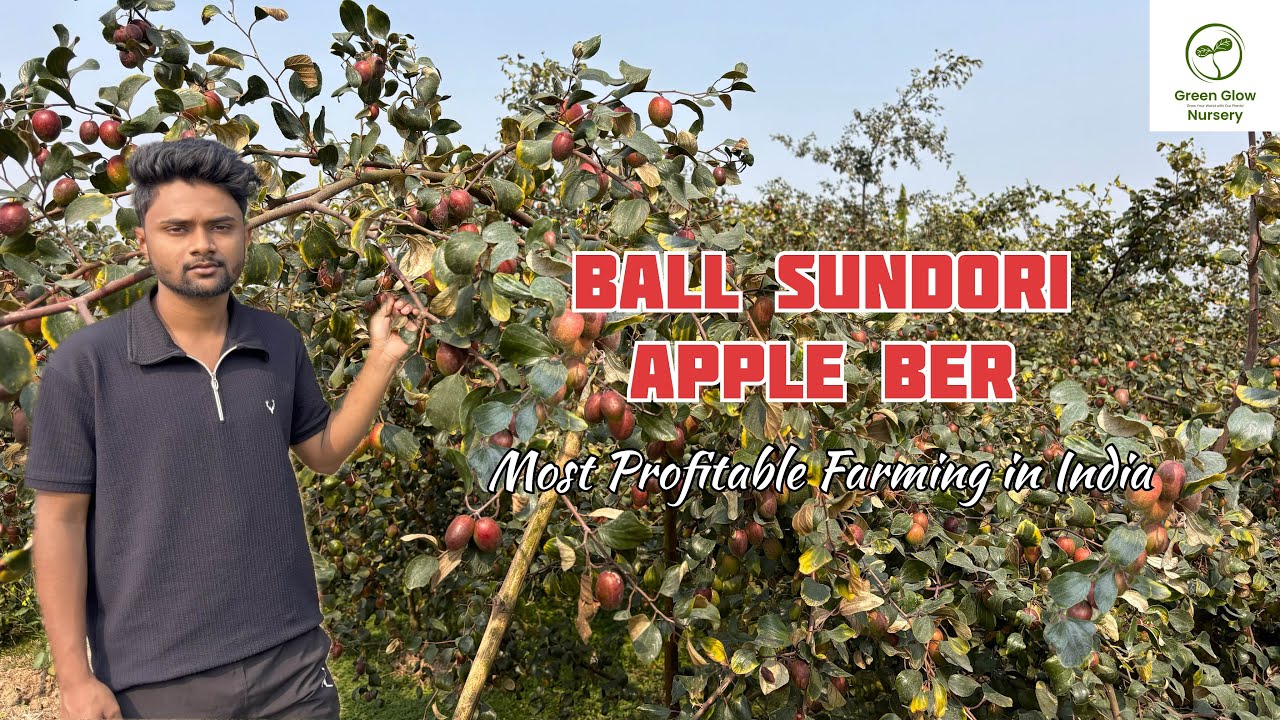 Ball Sundori Apple Ber Ka Commercial ￼Farming / Most Profitable Farming In India / original plants ￼