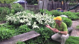 Landscaping Ideas - Deer Resistant Snowmound Spirea Will Deer Eat Spirea