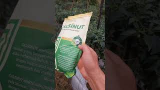 Penggunaan pupuk calsinut pada tanaman cabe #shorts #arispipit #tanamancabe