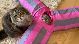 Two Funny Maine Coon Cats! (Watch To The End 😜 ) by Maine Coon Central 1,565 views 11 months ago 2 minutes, 48 seconds