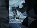 Man Saves Frozen Wolf from Ice ❄️ Emotional Rescue