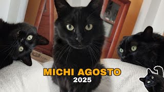 MICHI AGOSTO 2025. Ya queda menos para conocer a mi hermanito