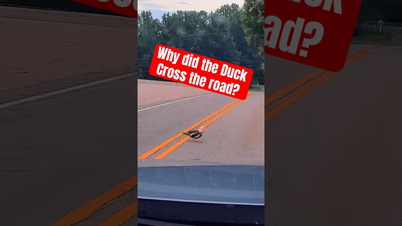 70mai Captures a Dumb Duck