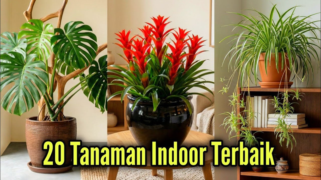 20 Jenis Tanaman Hias Indoor untuk Interior Rumah Minimalis & Rumah Mungil