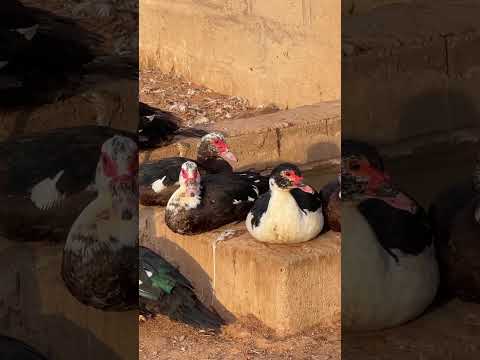 بط بلدي بط مصري بط سوداني بط بح اكسبلور اكسبلور فولو المدينة المنورة طيور بط مسكوفي دواجن