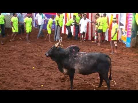 #JALLIKATTU ராஜசேகர் கருப்பு காளை கலக்கல் ஆட்டம் Palamedu ...