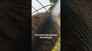 Masteran singkat perkutut lokal alam gacor - perkutut silang4499