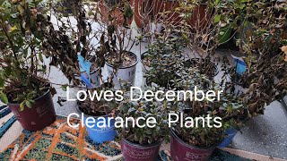 Lowes clearance plant finds in early December after the freezing temps. Hydrangeas & Azaleas.