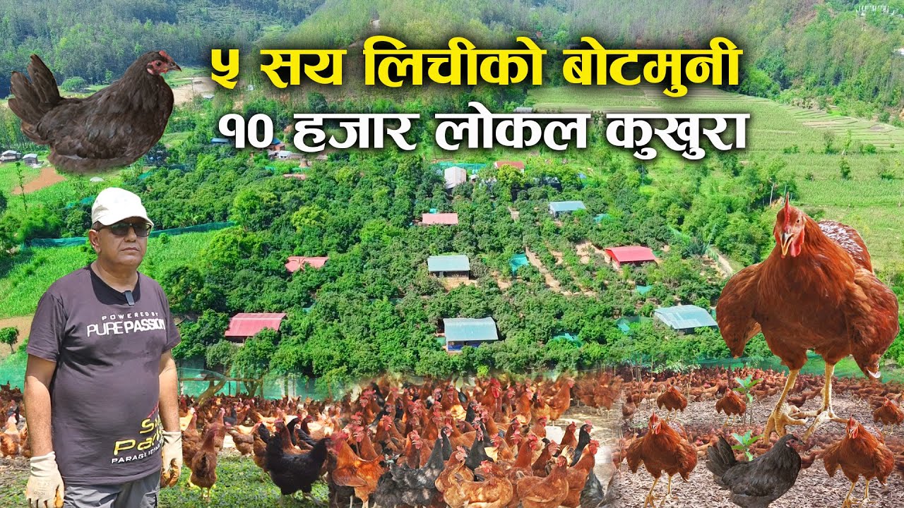 ५ सय लिचीको बोटमुनी १० हजार लोकल कुखुरा ! भेटियो अचम्मकै फार्म - The biggest local chicken farm