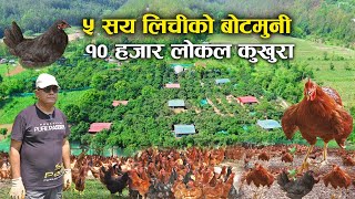 ५ सय लिचीको बोटमुनी १० हजार लोकल कुखुरा ! भेटियो अचम्मकै फार्म - The biggest local chicken farm