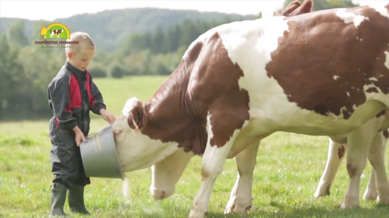 CrowdFarming Cheese-Comté | Coopérative Fromagère du Plateau de Bouclans