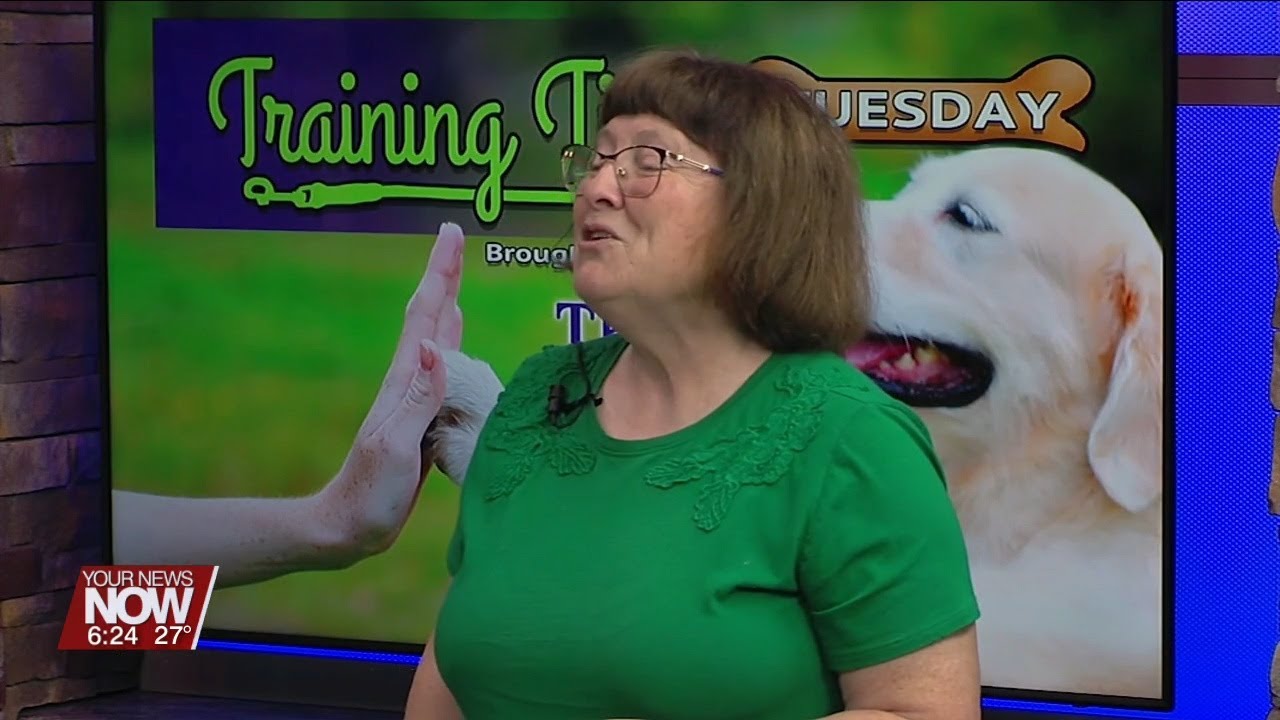 Training Tips: Rally Obedience