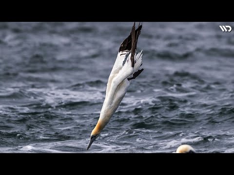Video: Burung air itu jenis hewan apa?