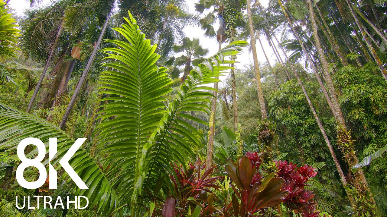 8K Relaxing Melody of Rain in a Tropical Forest - Soothing Sounds for Destress and Good Sleep