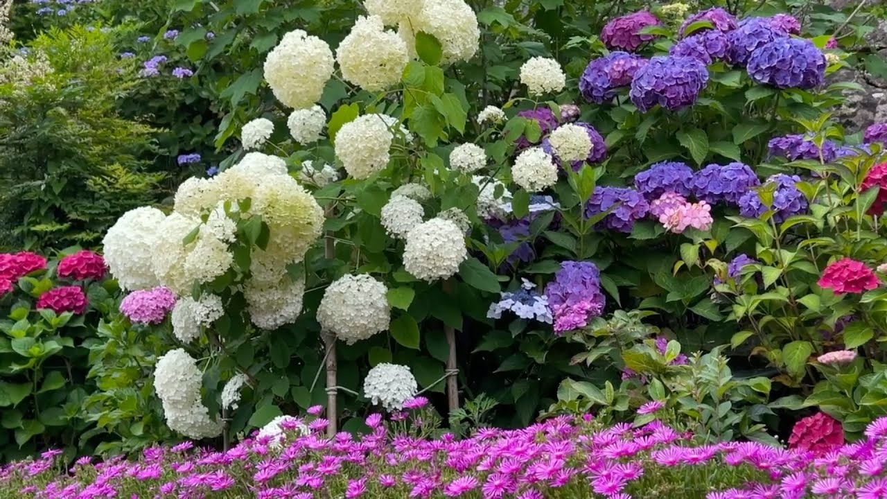 2024/06/15　超超超超超癒されます！　祝森子安地蔵堂のアジサイ園　〜愛媛県宇和島市〜