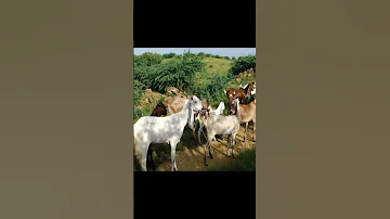 Goat Mating 