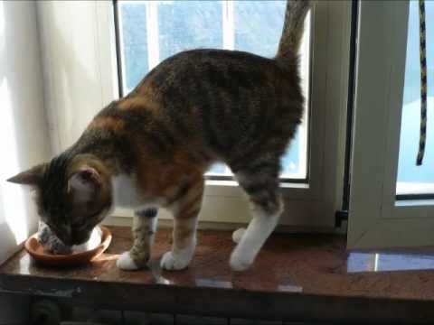 Video: Iris Bombe In Gatto - Gonfiore Dell'occhio Nel Gatto - Sinechie Posteriori In Cat