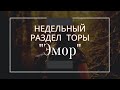 Недельный раздел Торы &quot;Эмор&quot;