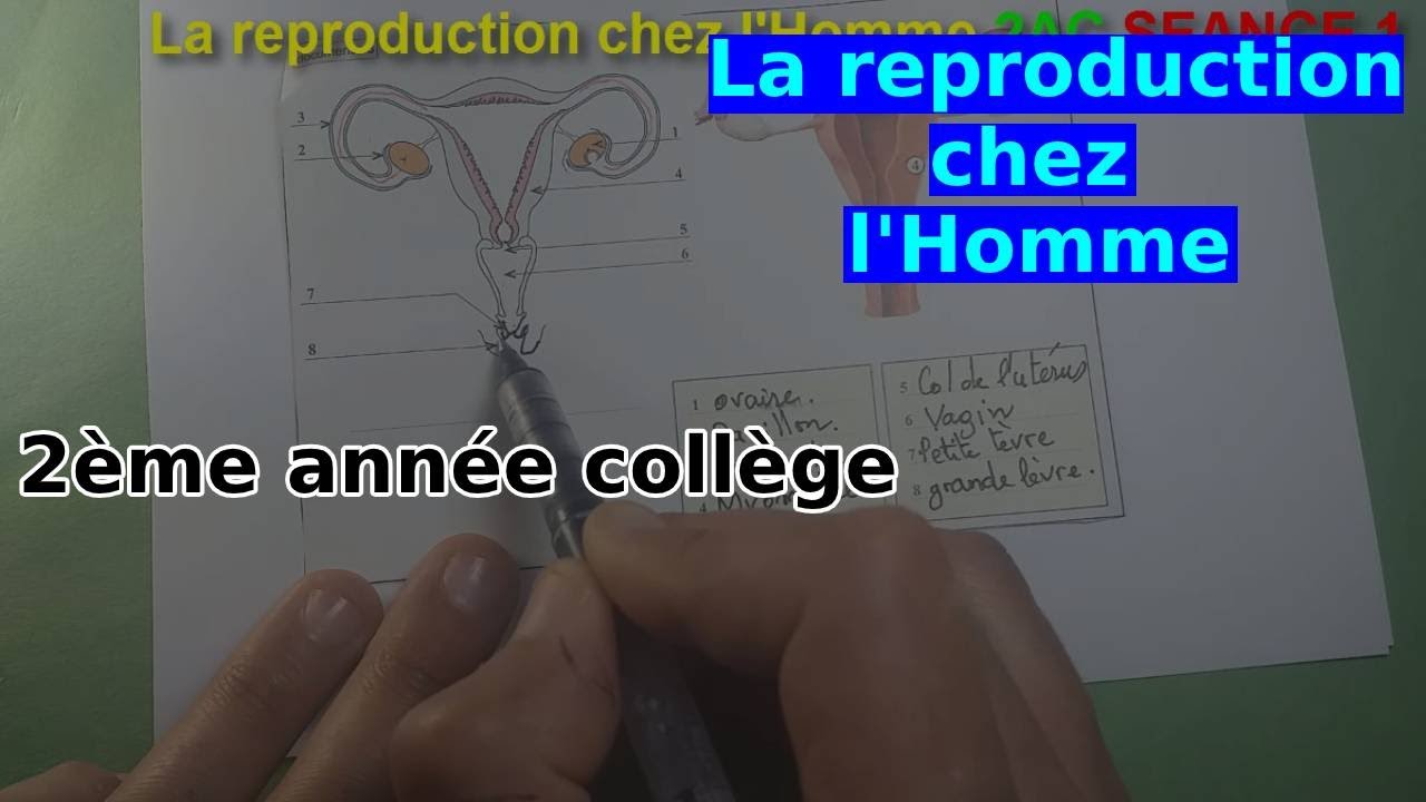 2AC la reproduction chez l'Homme