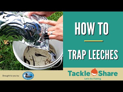 How To Trap Leeches (For Fishing in Ontario)