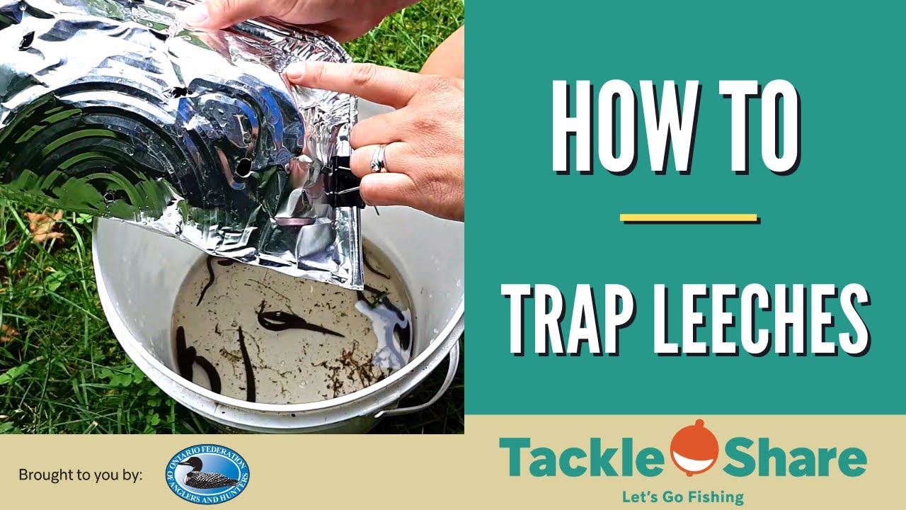 How To Trap Leeches (For Fishing in Ontario) 