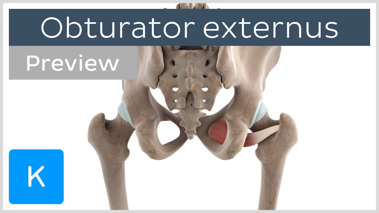 Obturator Externus Muscle