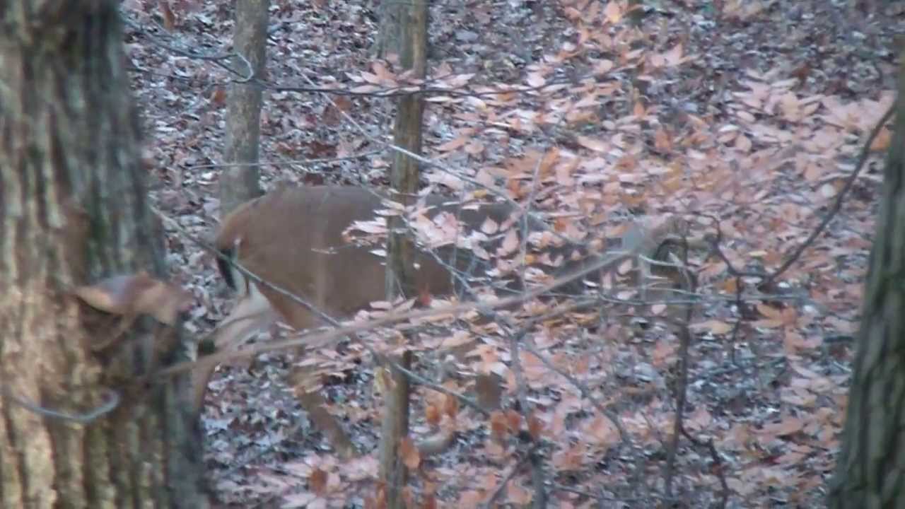 Coshocton Ohio Deer Trip YouTube