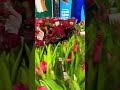 Valentine flowers #goa #music #dublin #travel #explore #shorts #song #love #valentines #bollywood