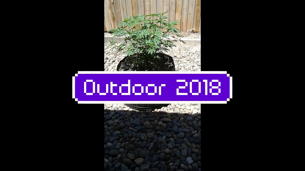 Cannabis Outdoor Grow 2018