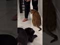 Thanos meets Mufasa for the first time! #youtubeshorts #shortsviral #viral #canecorso #shorts #fyp