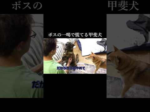 ボスの一喝で慌てる甲斐犬と何度叱られても懲りない柴犬 #甲斐犬 #柴犬 #youtubeshorts