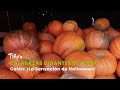 Calabazas Gigantes de Nuevo Colón: ¡La Sensación de Halloween! - TvAgro por Juan Gonzalo Angel