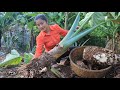 The Giant Taro Root Is Grown By Grandmother / Healthy taro root soup cooking / Cooking with Sreypov