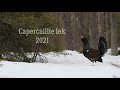 Capercaillie lek 2021 best parts