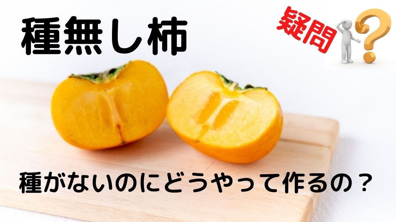 種なし柿は種がないのにどうやって栽培してるの？薬を使ってるわけじゃ 