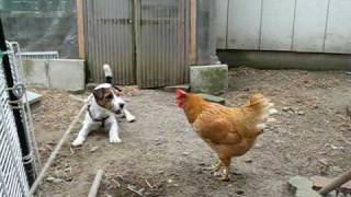 Jack russell terrier vs ChickenLOLO vs Kung fu chicken
