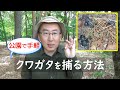 【初心者向け】公園でお手軽！クワガタを捕る方法