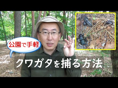 初心者向け 公園でお手軽 クワガタを捕る方法