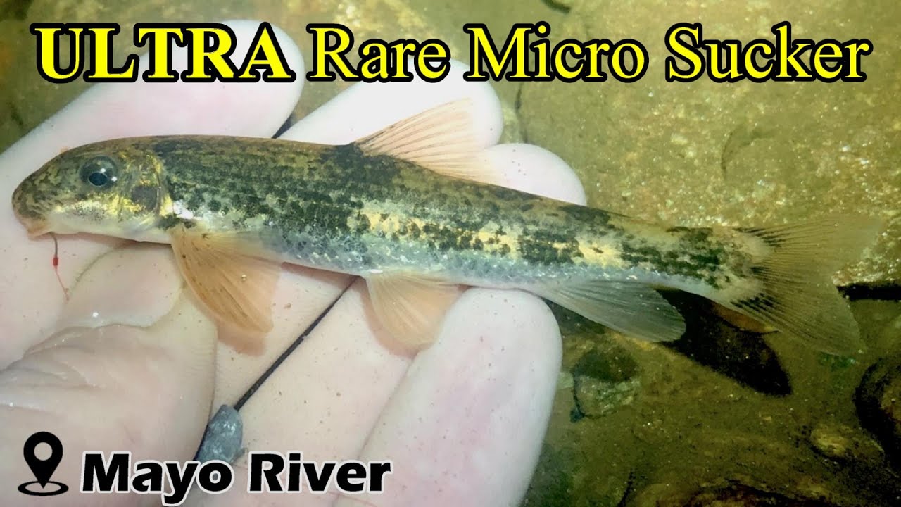 Night Fishing for Endemic Micro Suckers