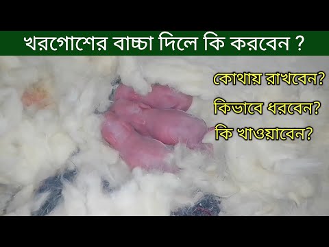 ভিডিও: বুনো খরগোশের বাচ্চা কখন জন্মায়?