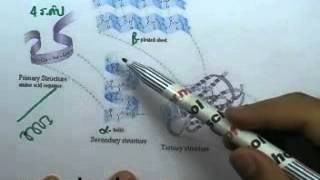 ormBio version2 : สารชีวโมเลกุล 04