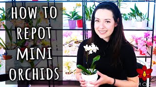 How to repot a Mini Phalaenopsis Orchid  Detailed guide | Orchid Care for Beginners