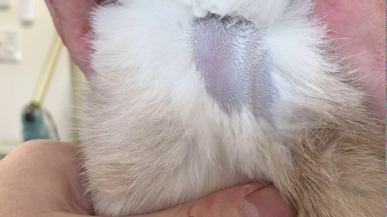 猫の頸静脈採血 Cat jugular vein blood sampling YouTube