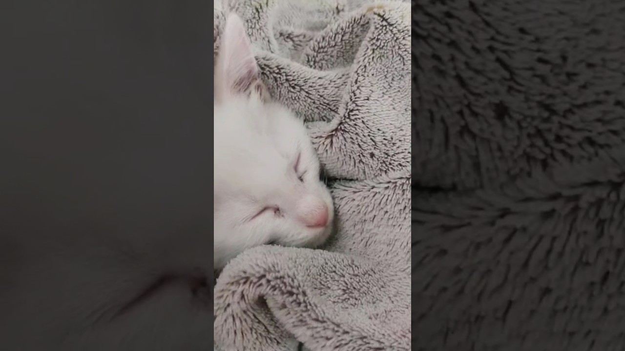 why does the cat sleep with me? YouTube