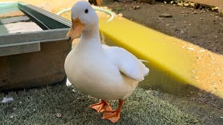 Our Pet Call Duck Never Forgives Us To Take Videos Of Other Ducks!