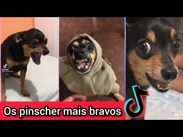 chico pinscher cachorro｜Pesquisa do TikTok