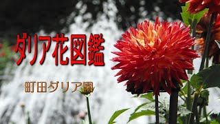 町田ダリア園　「ダリア花図鑑」