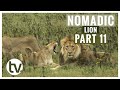 NOMADIC Lion attempts a pride TAKEOVER (Lion Genetics Part 11)